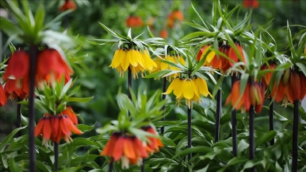 Dünya bu çiçeği koruyor! Dokunan yandı